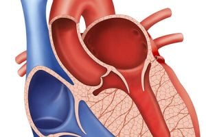 big-Miocardiopatias