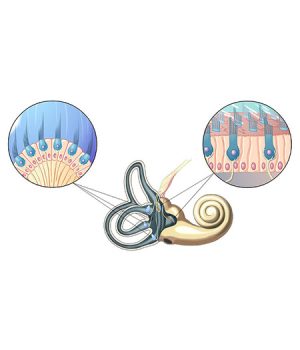 big-Módulo-OTONEUROLOGIA